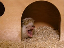 https://upload.wikimedia.org/wikipedia/commons/thumb/a/a4/A_Yawn_of_My_Hedgehog_%282%29.jpg/200px-A_Yawn_of_My_Hedgehog_%282%29.jpg